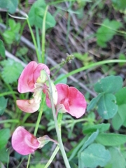 Lathyrus rotundifolius