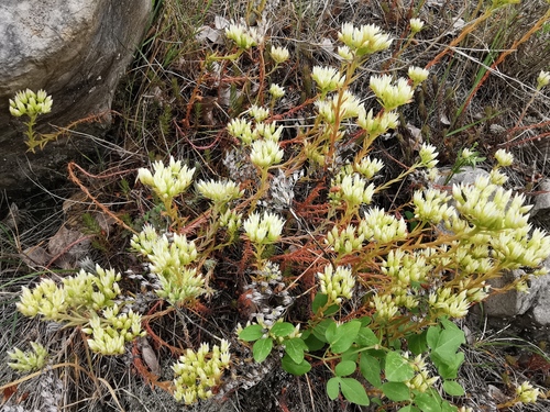 Žućkastozeleni žednjak (Petrosedum ochroleucum)