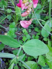 Lathyrus rotundifolius
