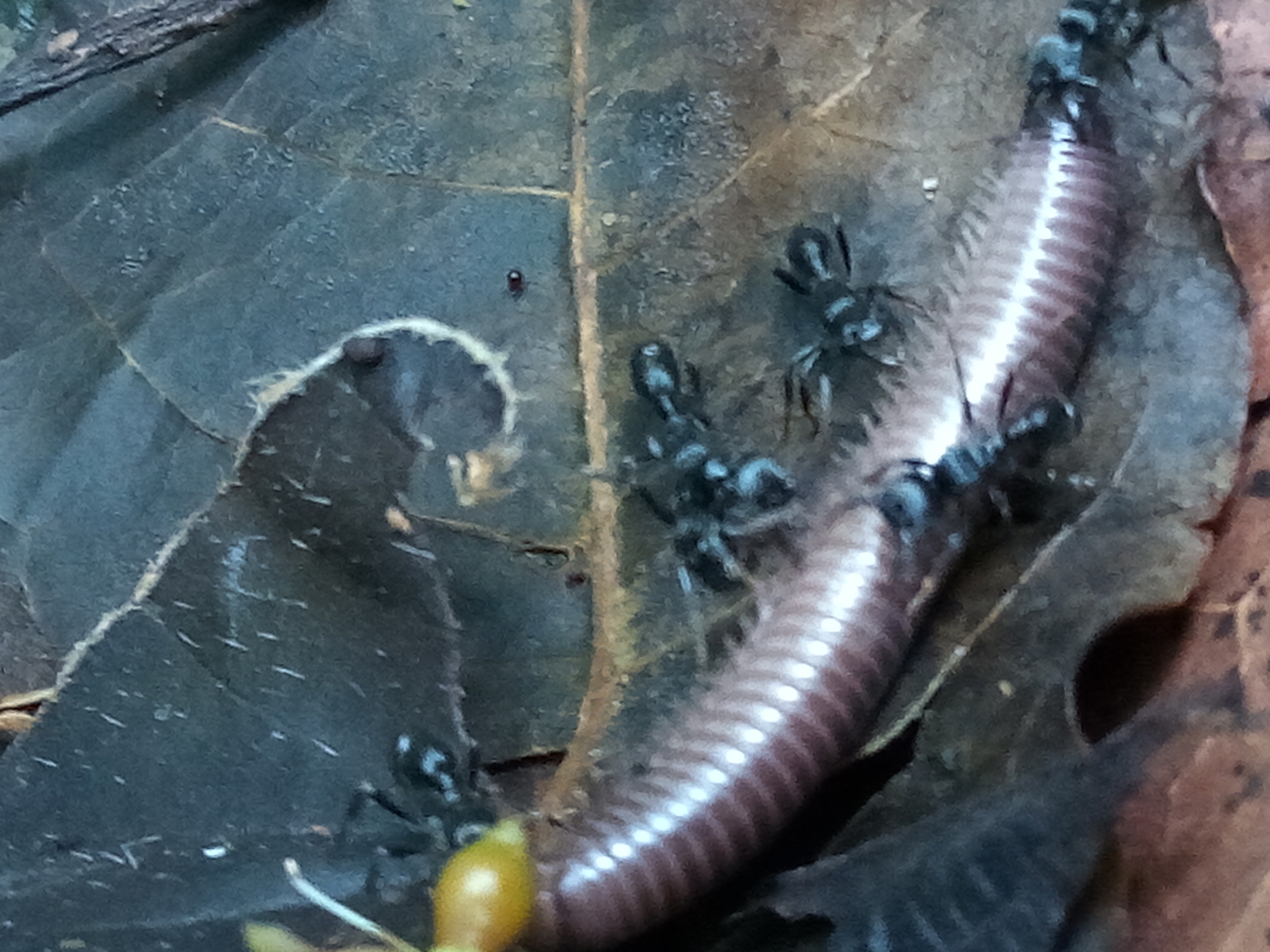 Poneracantha semiferox