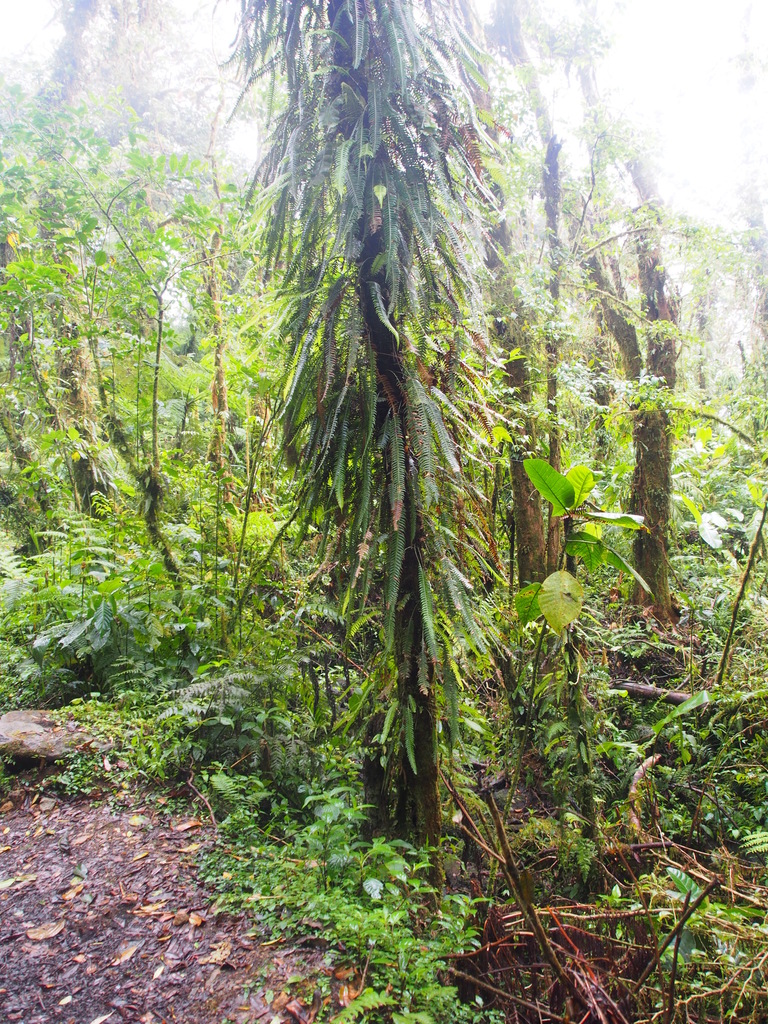 Fragile Midsorus Fern