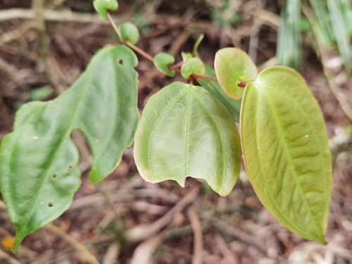 Medinilla heterophylla observed 2026-08-29