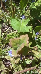 Glechoma hederacea