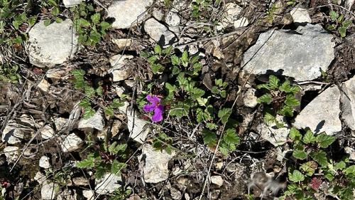 Texas stork's bill
