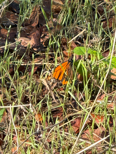 Monarch