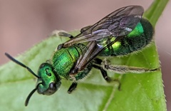 Augochlora pura