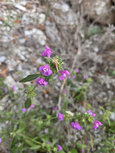 Red Hemp-nettle