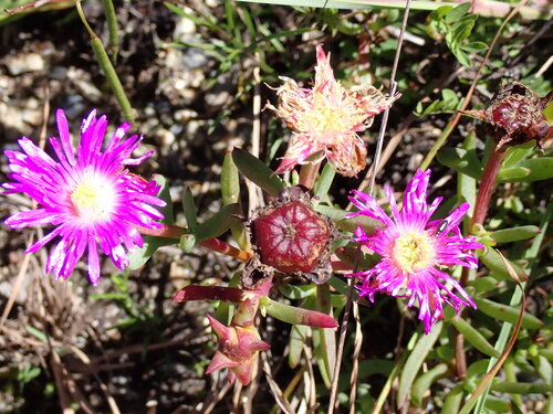 Lampranthus spectabilis observed 2026-10-07