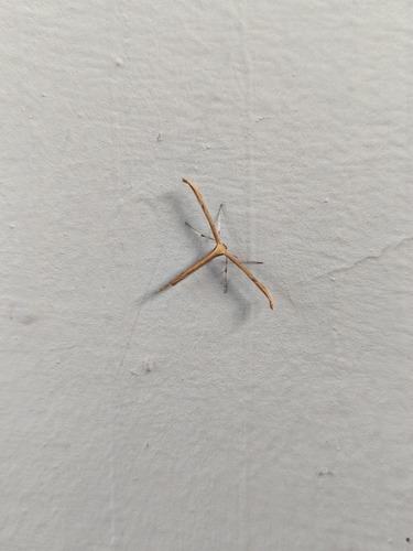 Morning-glory Plume Moth