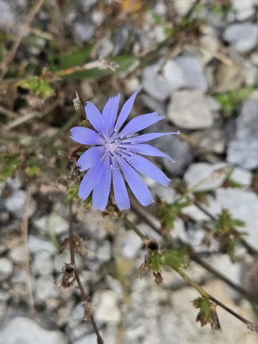 chicory