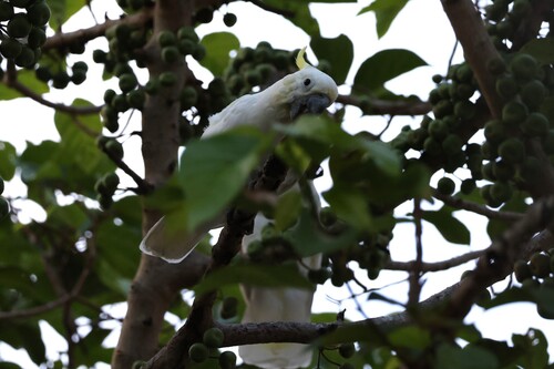 Cacatua sulphurea observed 2026-10-08