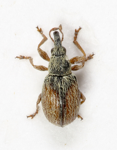 Representative image of Malvapion