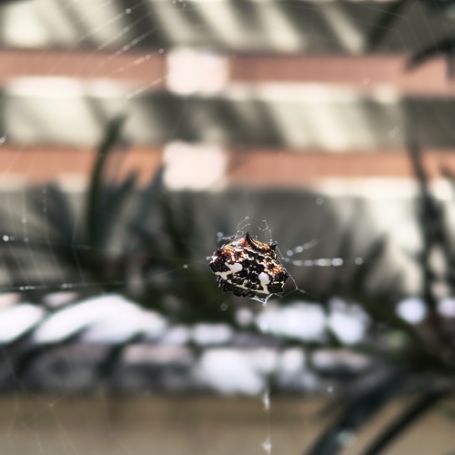 Spinybacked Orbweaver