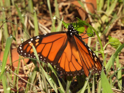 Monarch