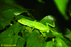 Bronchocela jubata