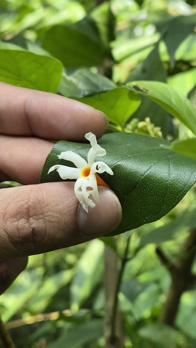 Nyctanthes arbor-tristis observed 2026-10-08