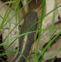 Thamnophis sirtalis
