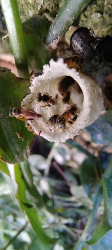 Narrow Stingless Bee