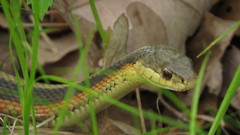 Thamnophis sirtalis