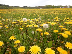 Taraxacum