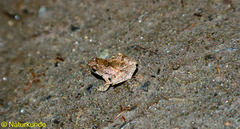 Microhyla achatina