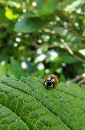 Cycloneda pulchella