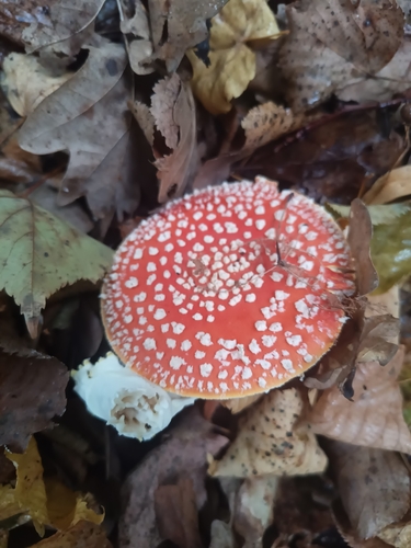 Fly Agaric