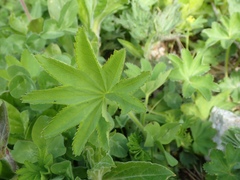 Alchemilla mollis