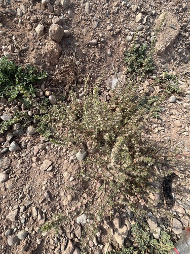 saltwort