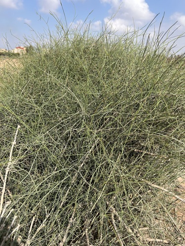 Ephedra fragilis fragilis