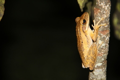 Polypedates leucomystax