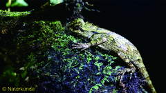 Gonocephalus kuhlii