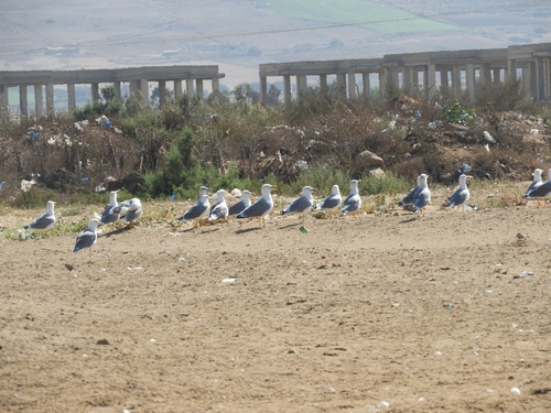 Yellow-legged Gull