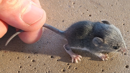 Peromyscus eremicus observed 2026-10-08