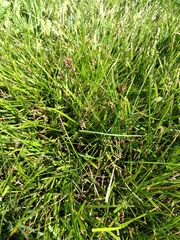Juncus phaeocephalus