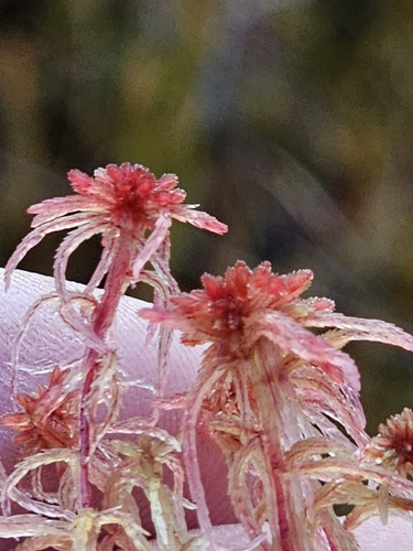 Sphagnum rubellum observed 2026-10-07