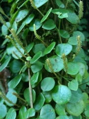Peperomia serpens