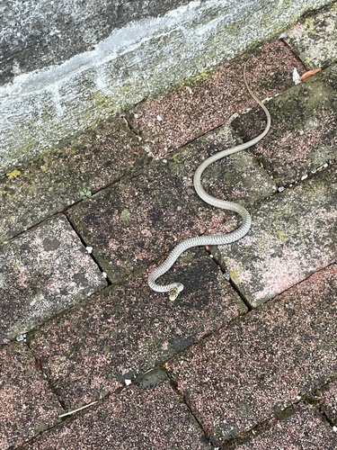 Green Whip Snake
