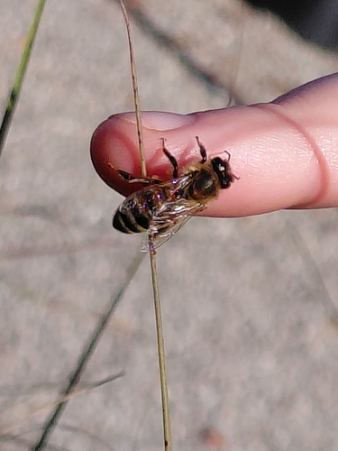 Western Honey Bee