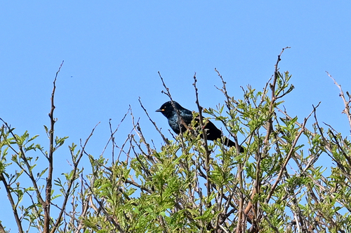 iNaturalist image