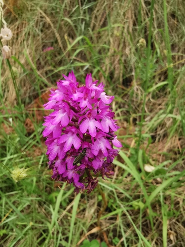 Crvena vratiželja (Anacamptis pyramidalis)