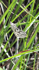 Loxostege aeruginalis