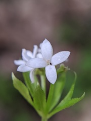 Galium odoratum
