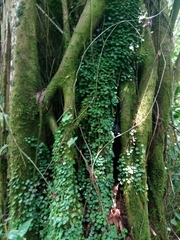 Peperomia serpens