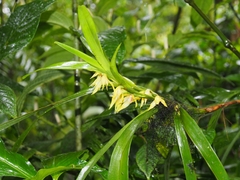 Image of Maxillaria parvilabia