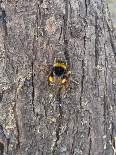 Buff-tailed Bumble Bee