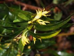 Maxillaria standleyi