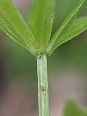 Galium odoratum