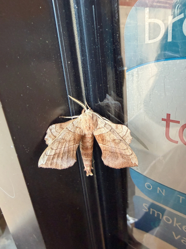 Walnut Sphinx