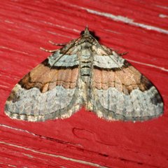 Xanthorhoe labradorensis